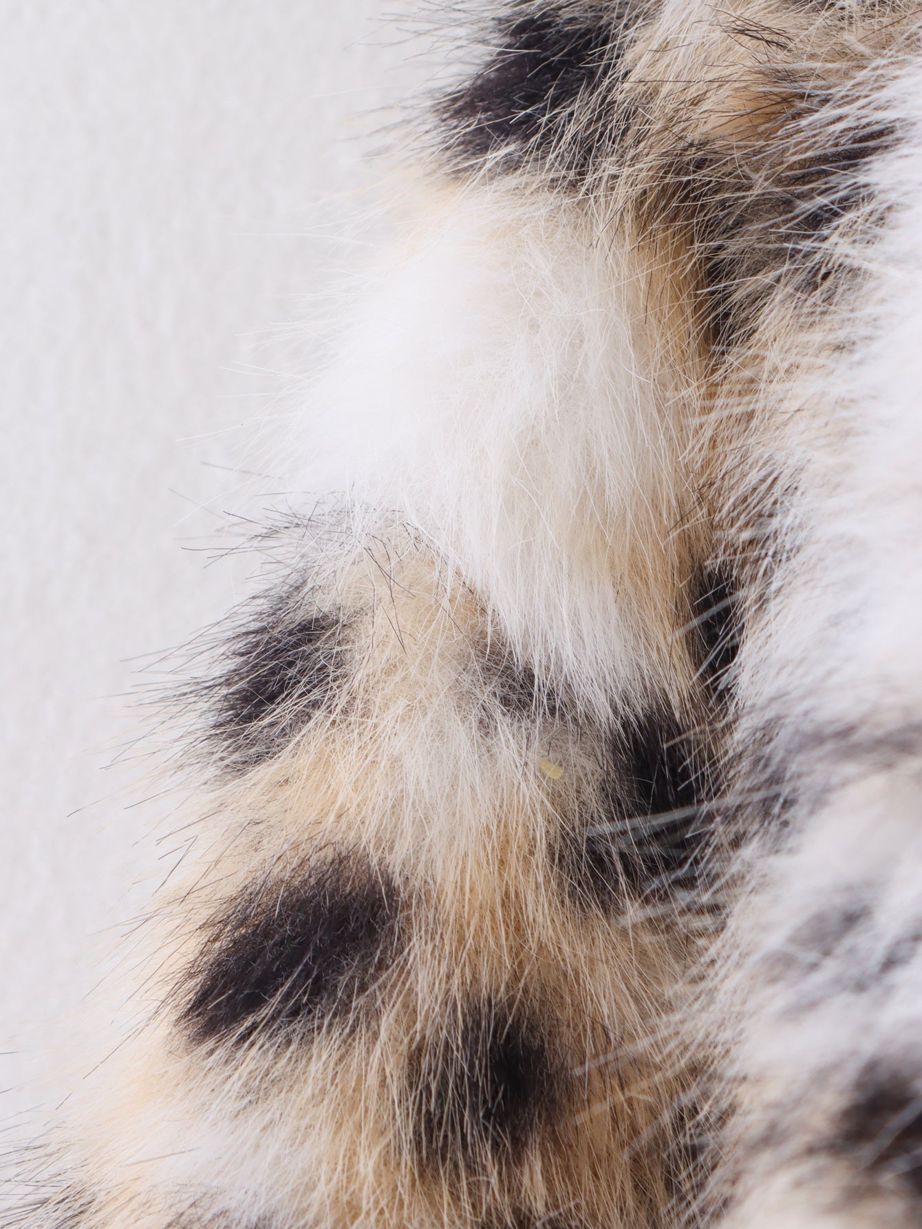 Leopard Print Faux Fur Coat | Oversized Winter Jacket with Plush Collar, Animal Print | noémi